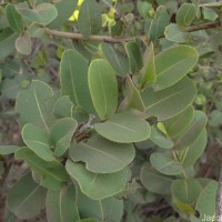 Ochna obtusata DC.